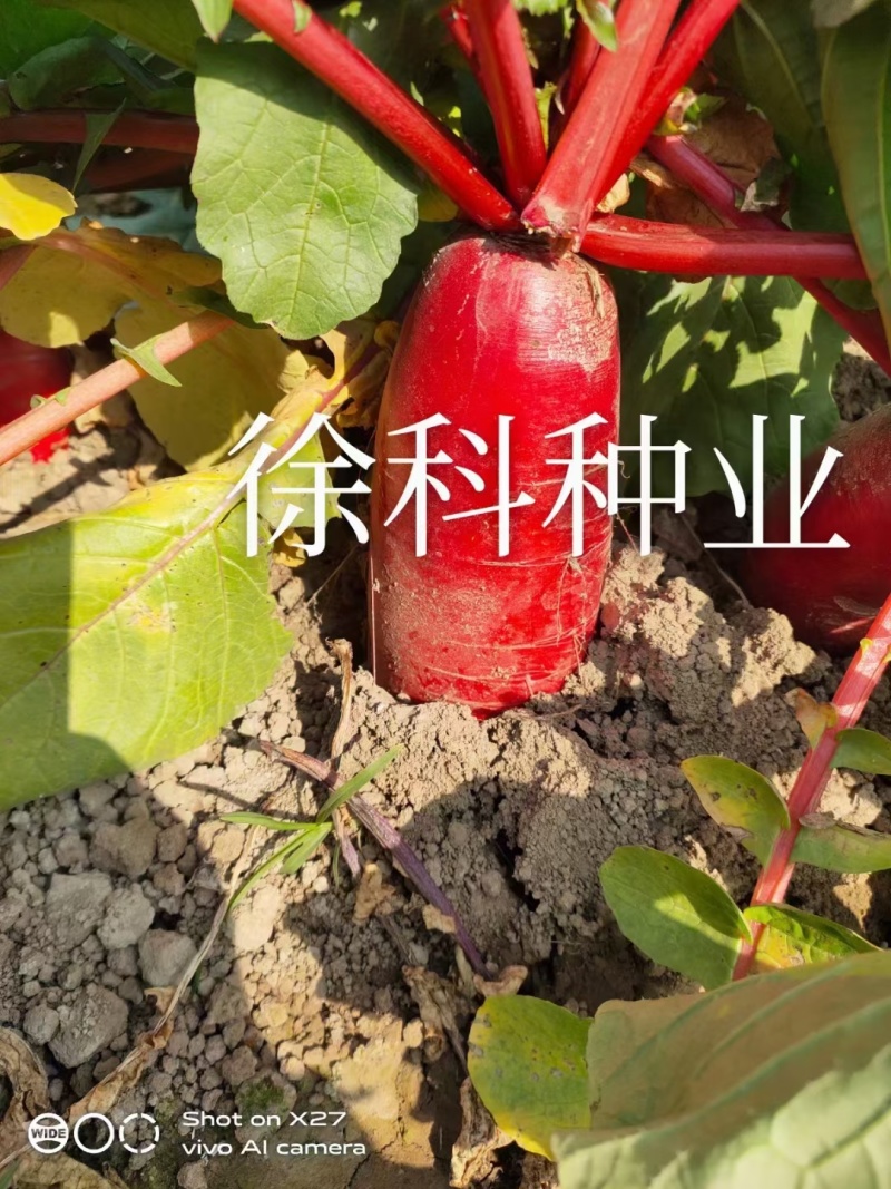 徐州大红袍萝卜种子耐热红皮白肉水萝卜满身红夏秋水果萝卜种
