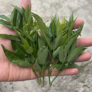 莓茶