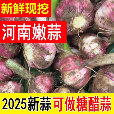 2025新鲜大蒜，毛蒜，量大优惠，紫皮蒜。