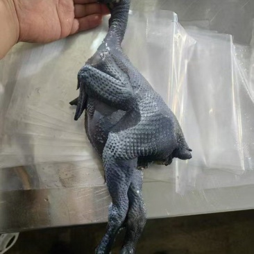 乌鸡