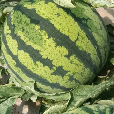 无籽美都西瓜