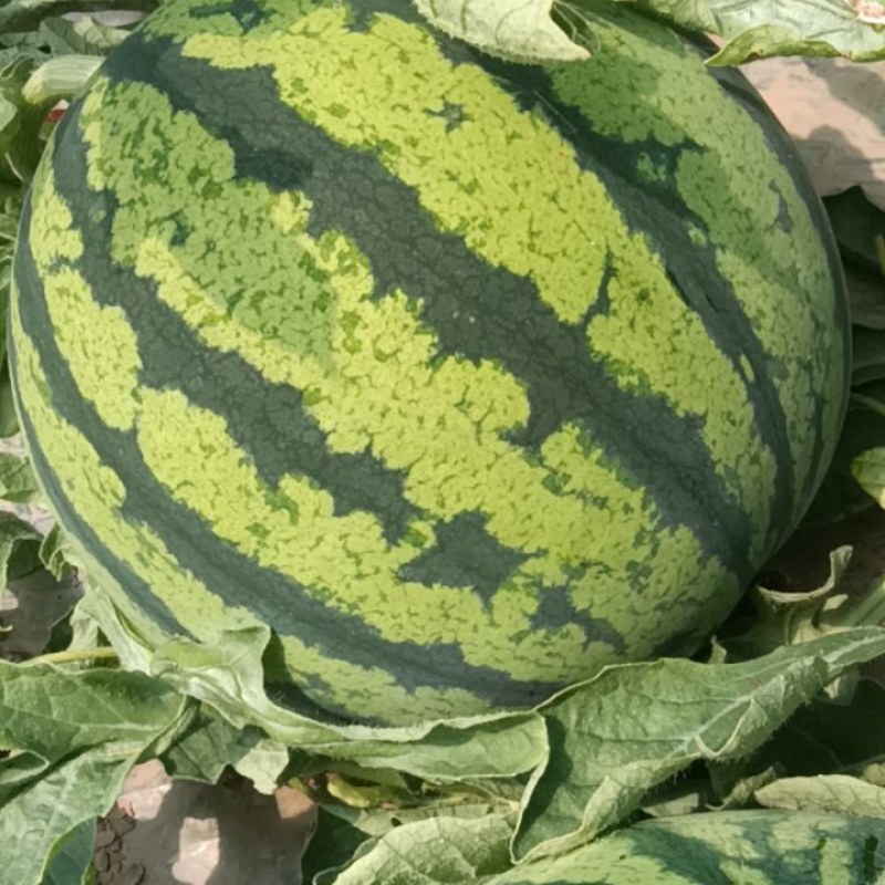 无籽美都西瓜