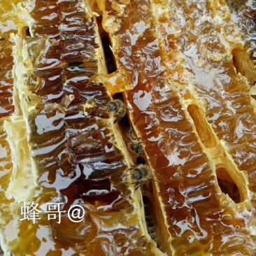 ***土蜂中药蜜