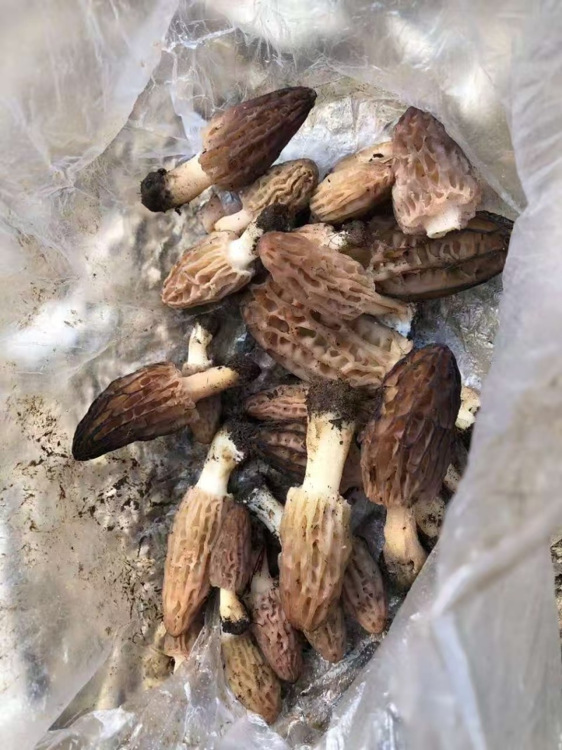 野生羊肚菌