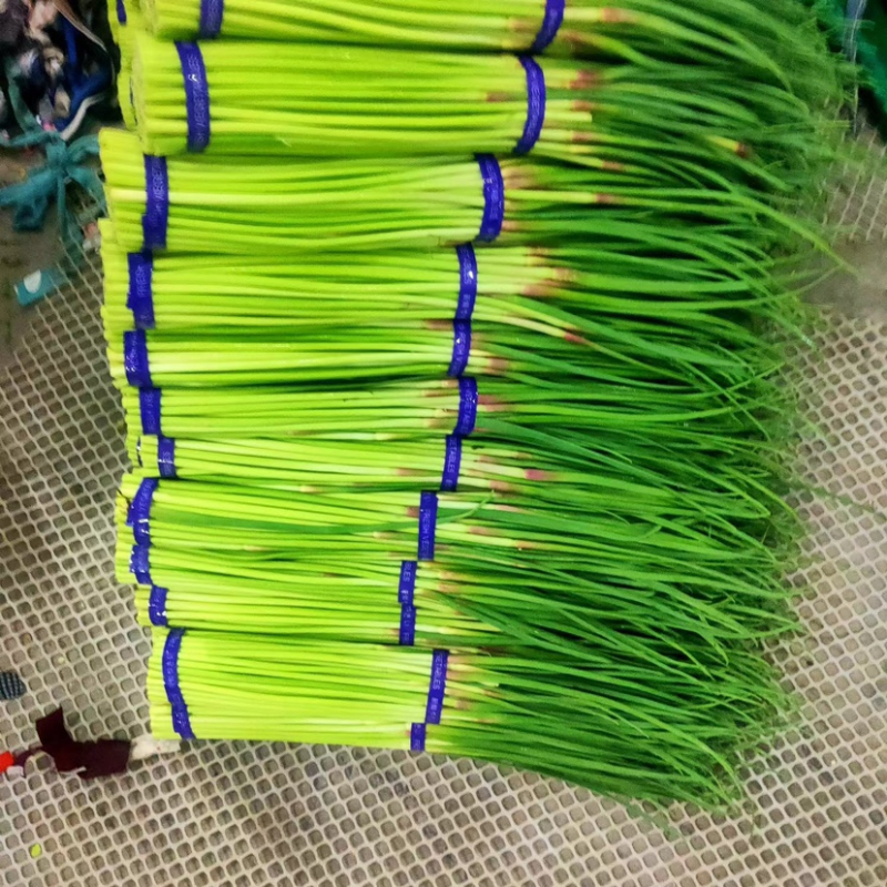 【实力推荐】河南蒜薹/精品蒜薹/红帽蒜薹/对接商超市场