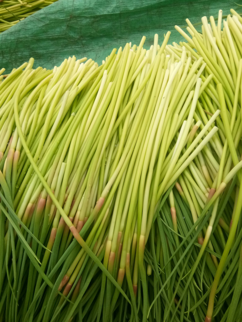【实力推荐】河南蒜薹/精品蒜薹/红帽蒜薹/对接商超市场