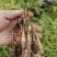 红花百部种苗广西基地直发量大可来电咨询大量供应各种规格