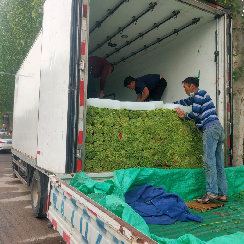 【实力推荐】河南蒜薹/精品蒜薹/红帽蒜薹/对接商超市场