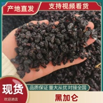 葡萄黑加仑大量现货供应产品质量保证价格实惠量大