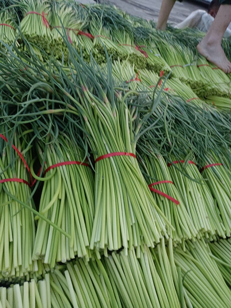 【实力推荐】河南蒜薹/精品蒜薹/红帽蒜薹/对接商超市场