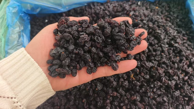 葡萄黑加仑大量现货供应产品质量保证价格实惠量大
