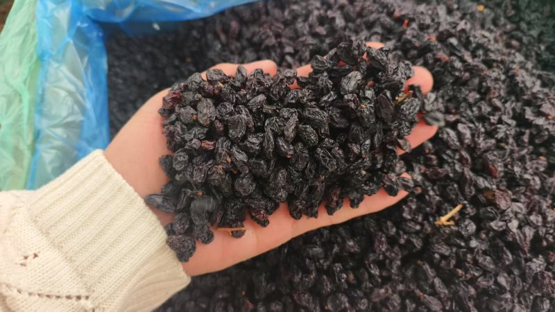 葡萄黑加仑大量现货供应产品质量保证价格实惠量大