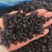 葡萄黑加仑大量现货供应产品质量保证价格实惠量大