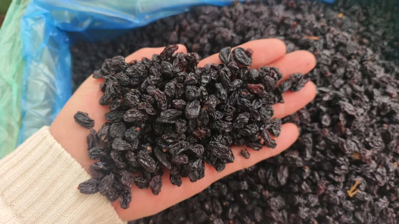 葡萄黑加仑大量现货供应产品质量保证价格实惠量大