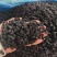 葡萄黑加仑大量现货供应产品质量保证价格实惠量大