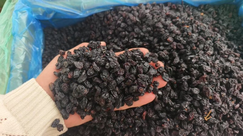 葡萄黑加仑大量现货供应产品质量保证价格实惠量大