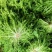 【推荐】河北苦菊供应市场商超一手货源保质保量