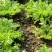 【推荐】河北苦菊供应市场商超一手货源保质保量