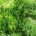 【推荐】河北苦菊供应市场商超一手货源保质保量