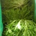 【推荐】河北苦菊供应市场商超一手货源保质保量