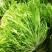 【推荐】河北苦菊供应市场商超一手货源保质保量