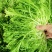 【推荐】河北苦菊供应市场商超一手货源保质保量