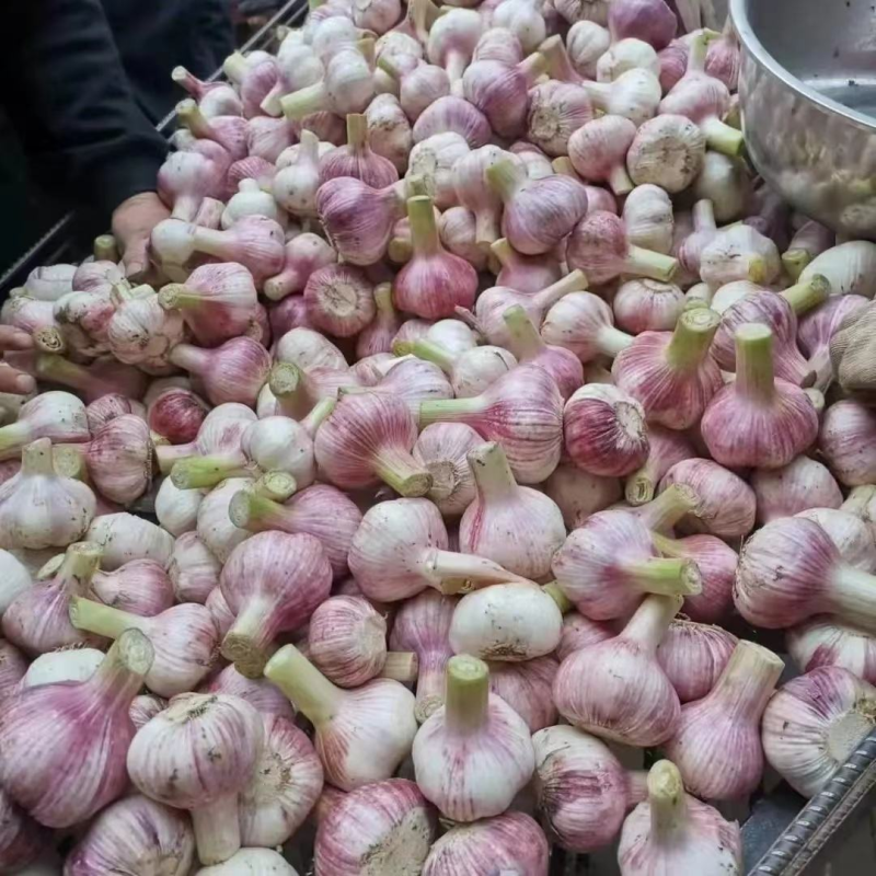 【实力推荐】河南大蒜/新鲜上市/紫皮蒜/对接商超批发市场