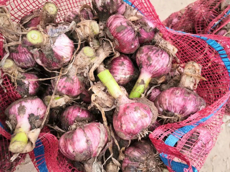 【实力推荐】河南大蒜/新鲜上市/紫皮蒜/对接商超批发市场