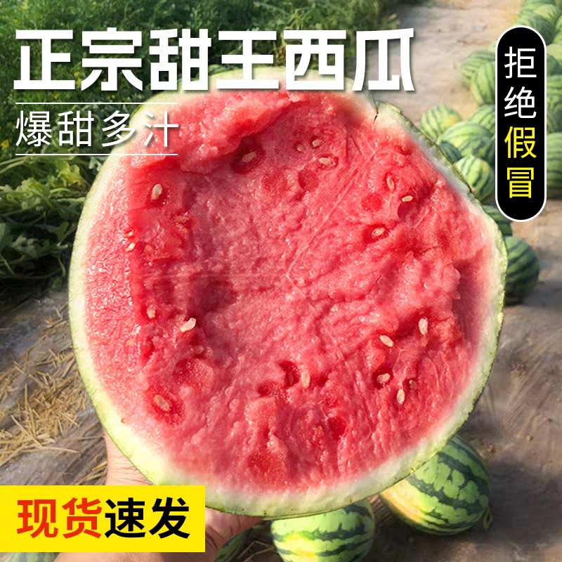 甜王西瓜糖度13%基地种植大规模批发一手货源质量保证视货