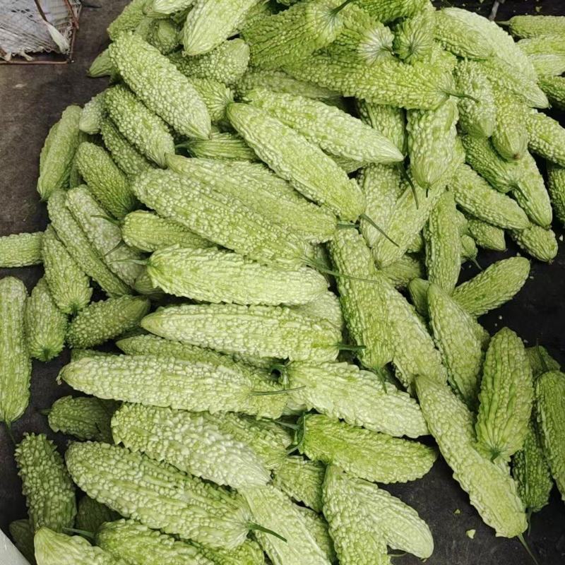 福建漳州白苦瓜，提前预订隔天发货