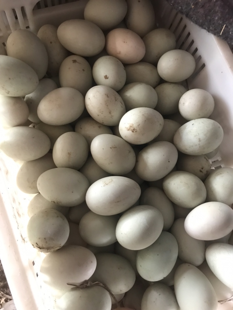 鸭蛋新鲜生鸭蛋绿壳青皮红心鸭蛋微山湖正宗散养麻鸭蛋土鸭蛋