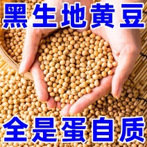 高蛋白大豆，大颗粒/东北大豆/产地货源/全国整车批发