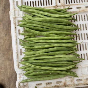 云南精品四季豆小金豆产地直发品质保证量大从优