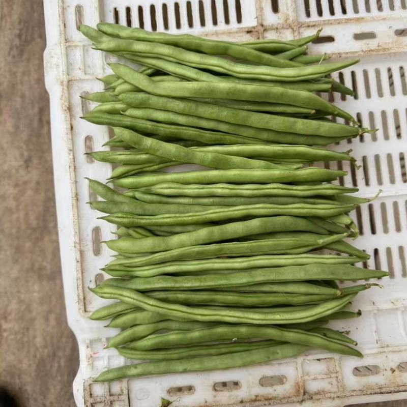 云南精品四季豆小金豆产地直发品质保证量大从优