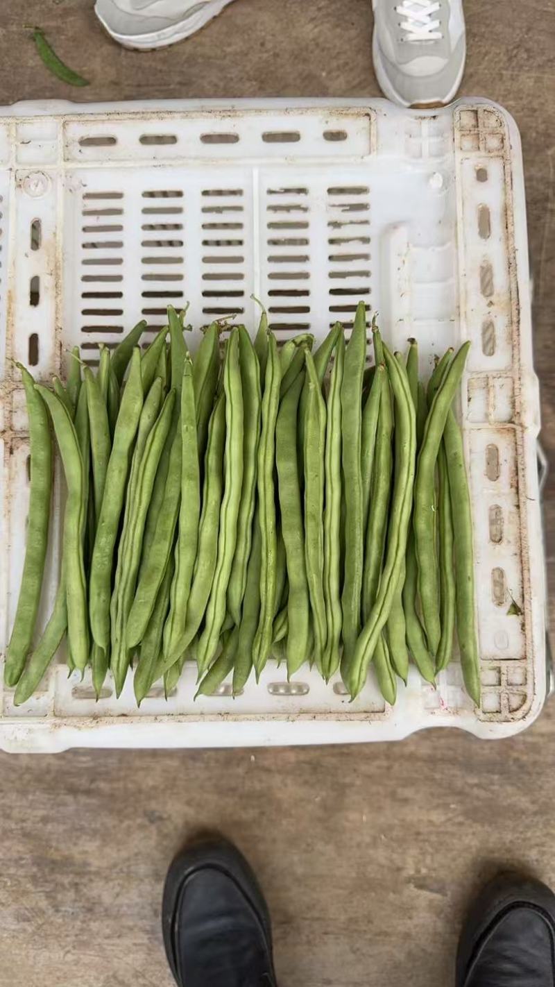 云南精品四季豆小金豆产地直发品质保证量大从优