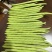 云南精品四季豆小金豆产地直发品质保证量大从优