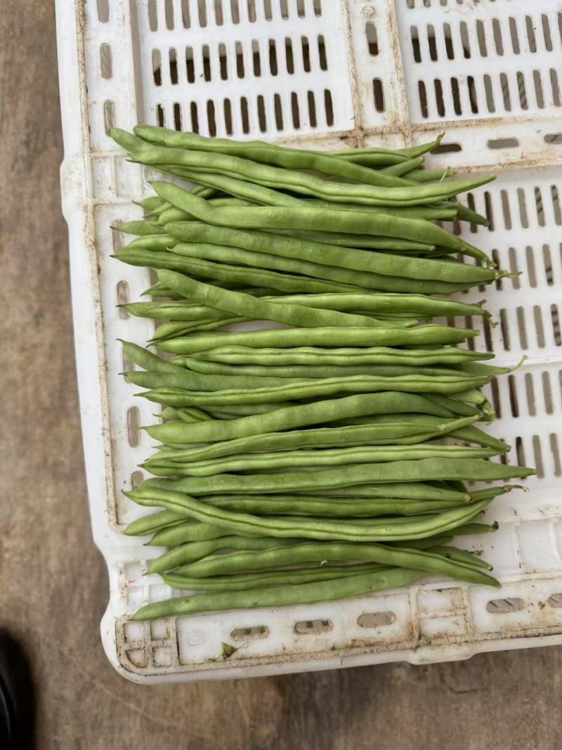 云南精品四季豆小金豆产地直发品质保证量大从优
