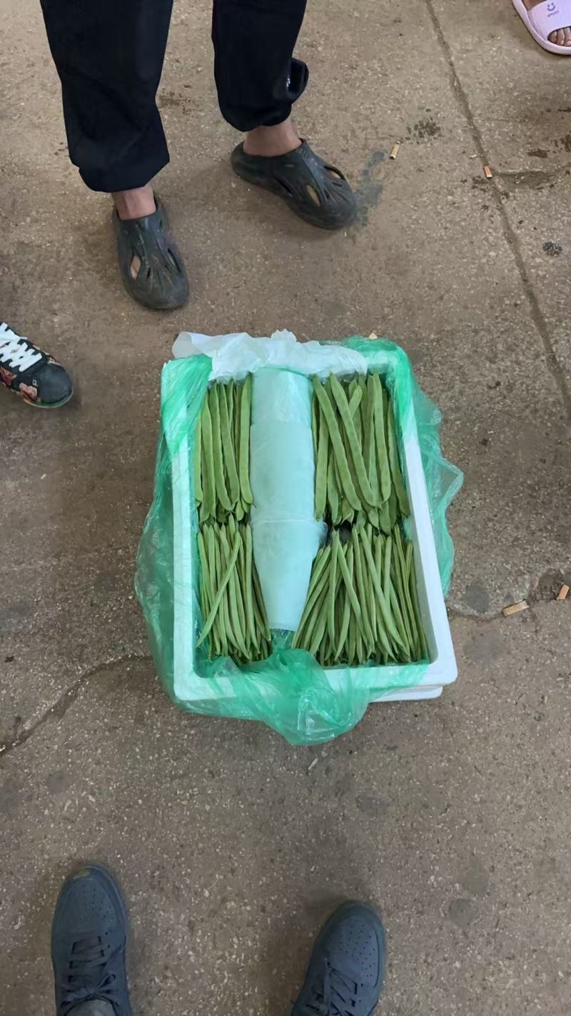 云南精品四季豆小金豆产地直发品质保证量大从优