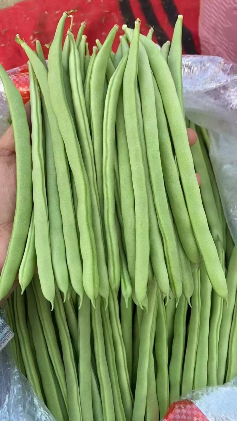 云南精品四季豆小金豆产地直发品质保证量大从优