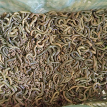 湖北青蚯蚓活体冰包5斤装，冰包30斤装