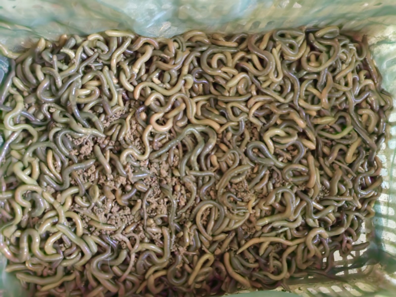 湖北青蚯蚓活体冰包5斤装，冰包30斤装