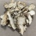 当归片甘肃岷县无硫当归片大片当季新货大货批发量大从优