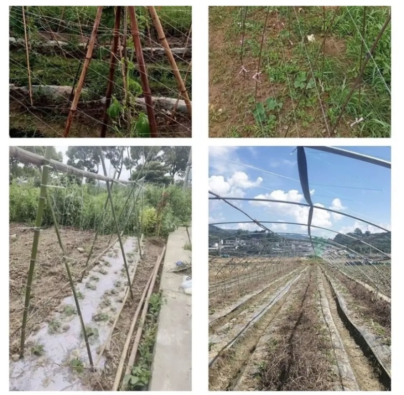 爬藤网瓜果豆角种植专用厂家直供量大从优需要联系
