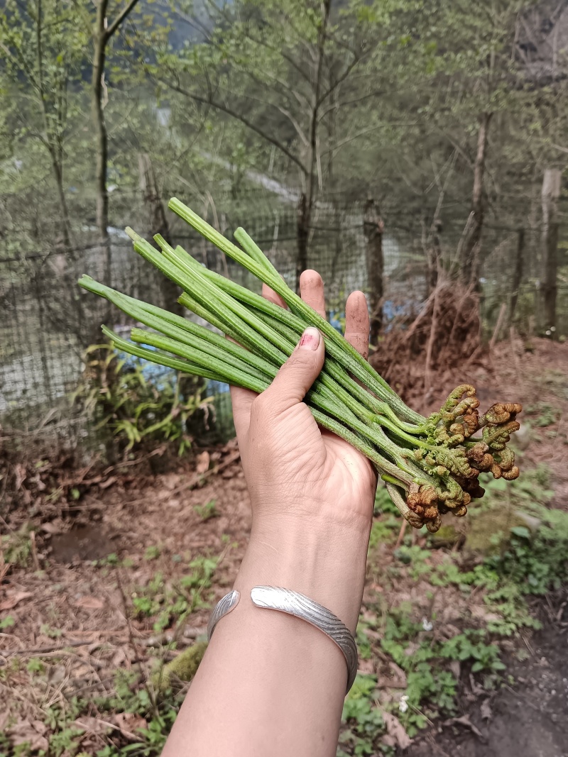 蕨菜