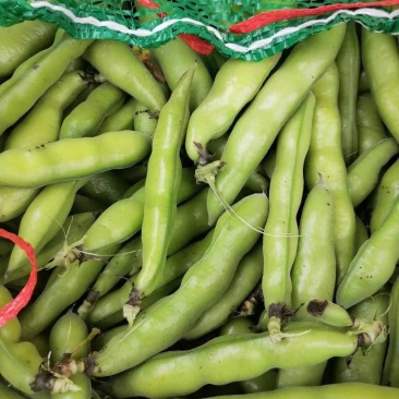 本地大白胡豆大量上市