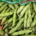 本地大白胡豆大量上市