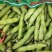 本地大白胡豆大量上市