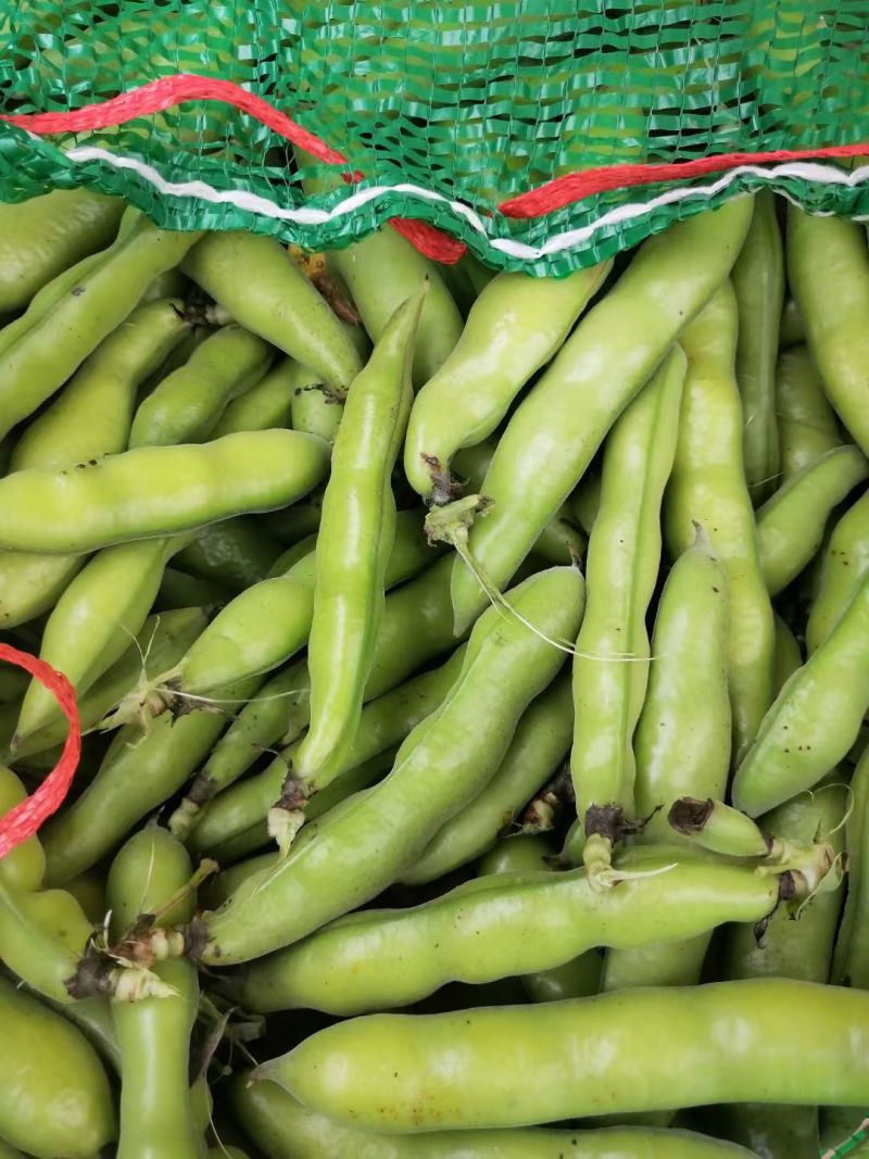 本地大白胡豆大量上市