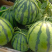 【平台力推】山东8424西瓜甄选西瓜大量上市价格可