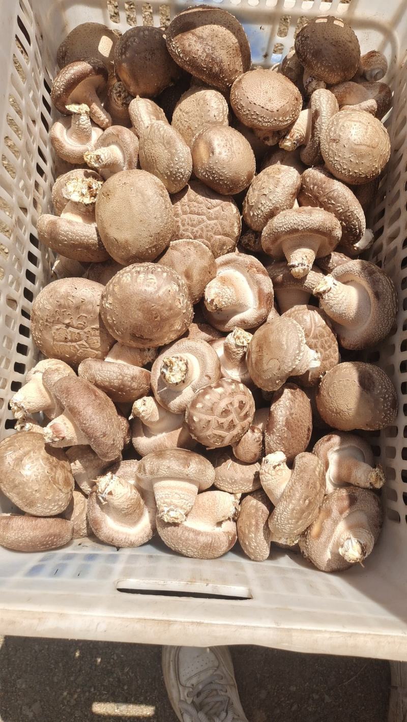 鲜香菇0912香菇一手货源大量有货可视频看货欢迎咨
